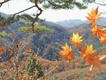 秋天盆栽施肥时间（盆栽秋天下基肥的正确方法及注意事项）